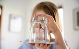 Почему нельзя убивать пауков, живущих в квартирах и домах: объяснение ученых