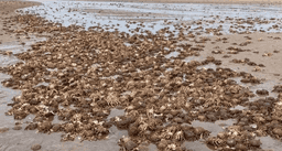 Люди бьют тревогу: тысячи огромных "инопланетных" крабов выбросило на пляж (фото)