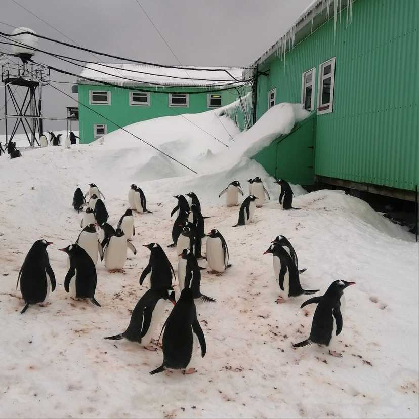 Украина выделила 64 млн гривен на изучение пингвинов в Антарктике