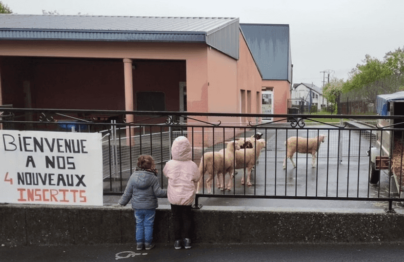 Родители против мэрии: во Франции овцы "пойдут" в школу вместе с детьми (фото)