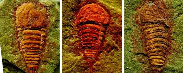 Неожиданно: обнаружен самый древний предок пауков, живший почти 500 млн лет назад (фото)