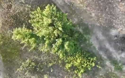 Soldiers of 63rd Brigade use drone to catch occupier hiding in "green". VIDEO