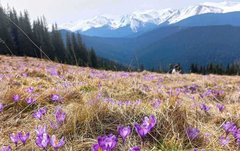 В Карпати прийшла весна: неймовірні фото з гірських вершин, які вкрилися квітами