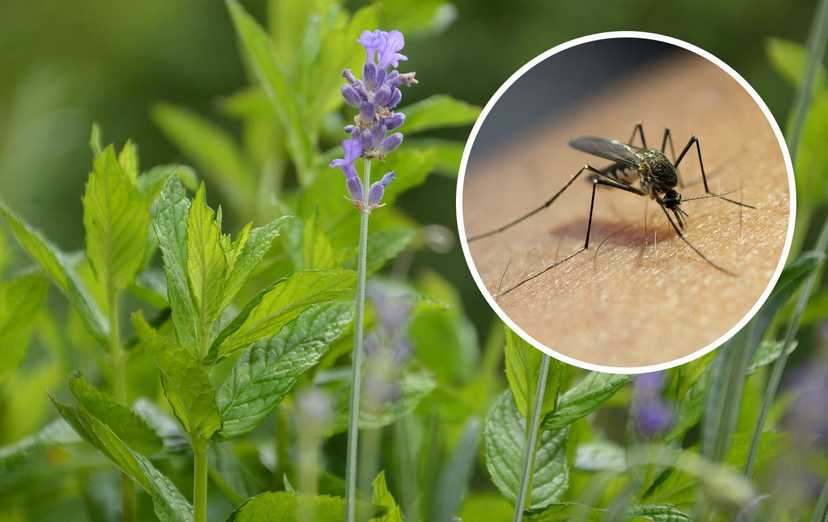 12 растений, которые лучше всего отпугивают комаров летом