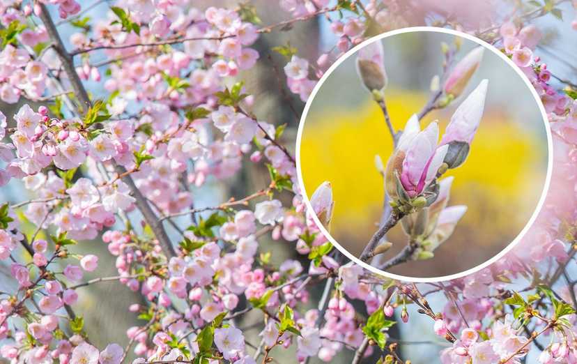 У Києві почали квітнути сакури та магнолії: неймовірно красиві фото