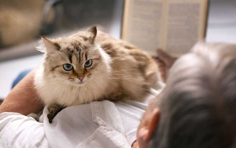Почему коты любят лежать у хозяина на груди: 5 причин, о которых вы могли не догадываться