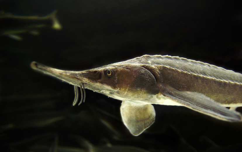 Древние рыбы оказались под угрозой исчезновения: экологи бьют тревогу