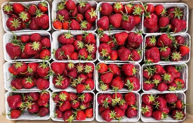 Летний сезон: подешевеют ли ягоды в Украине