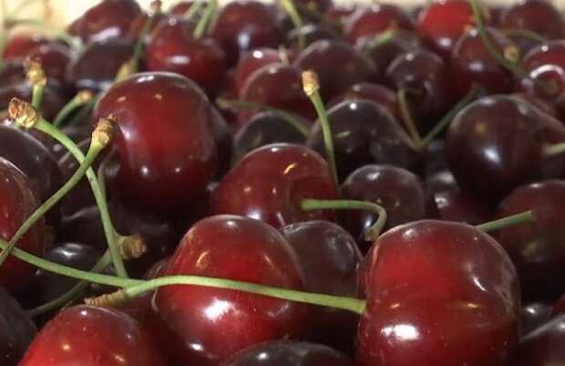 Никаких червей в черешне: как спасти свой сад от "белка" в ягодах